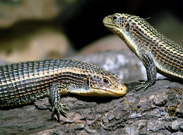 Большой Геррозавр