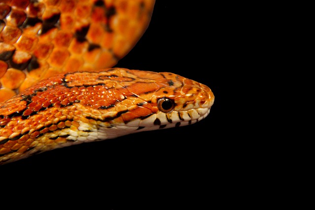 Змеиный баэрд