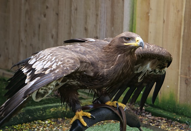 Степной орел