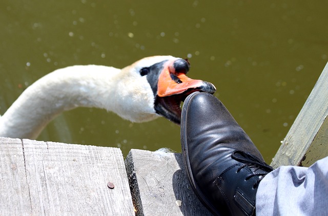 Лебедь-шипун