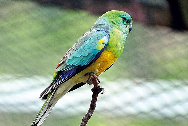 Попугайская песня