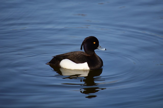 Черная хохлатая