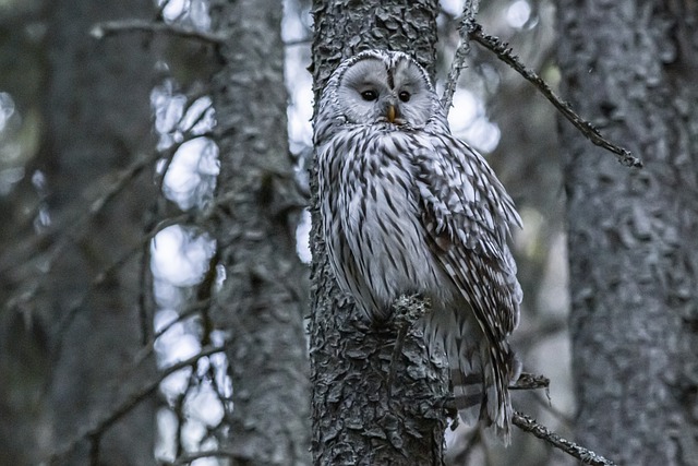 Длиннохвостая сова