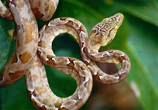 Садовый буй