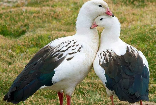 Андский гусь