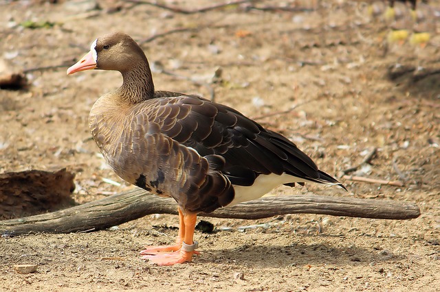 Европейский белолобый гусь