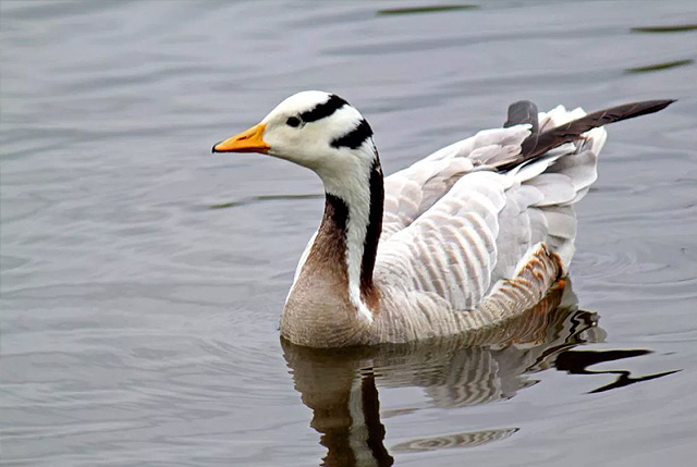 Горный гусь (индийский)
