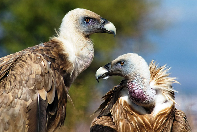 Кумай (снежный стервятник)