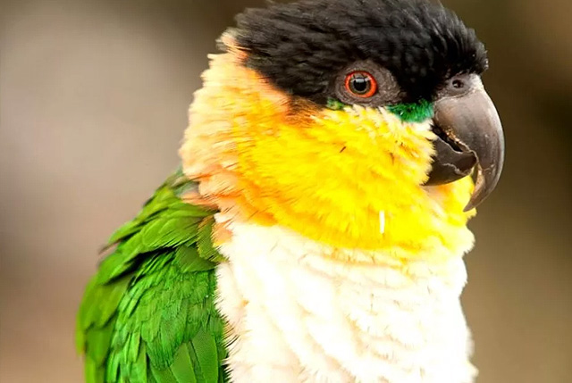 Белобрюхий черноголовый попугай