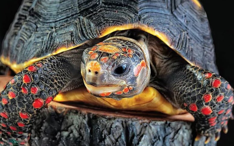 Красноногая черепаха (уголь)