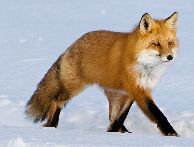 картинки для загадок диких животных