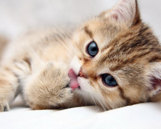 картинки для загадок